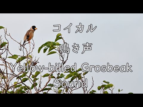 【鳴き声】コイカル 地鳴き さえずり 手ブレが凄い Yellow-billed Grosbeak Sound Nikon Z50＋Z DX 50-250mm f/4.5-6.3 VR 野鳥撮影