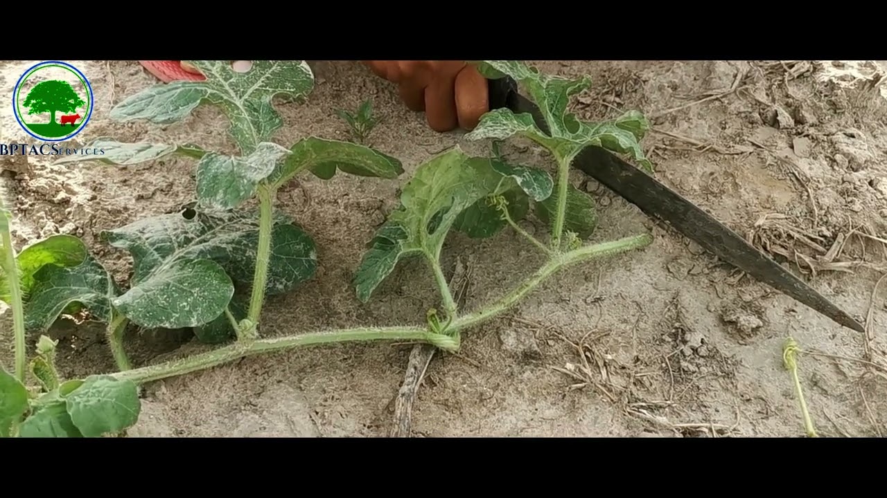 Multiplier son revenu par 4 sur la pastèque juste en faisant la taille