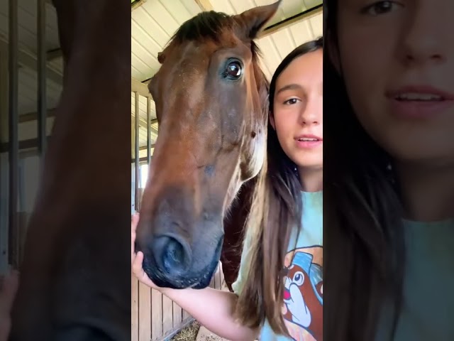 Play this sound and see how your horse reacts😂 class=