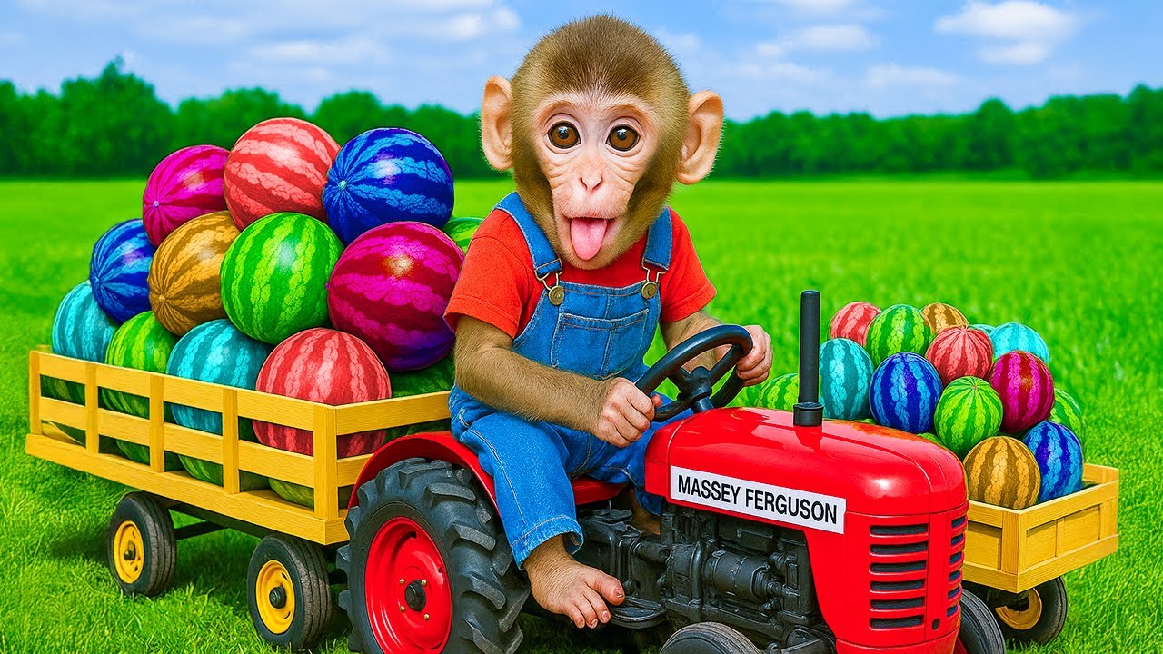 Monkey Coca conduce un tractor a la granja y cosecha sandías arcoíris ...