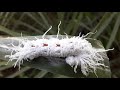 Giant red eye caterpillar  c1