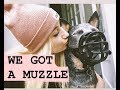 Why I Got My Dog a MUZZLE ! - Louie the Blue Heeler Why I Got My Dog a MUZZLE ! - Louie the Blue Heeler