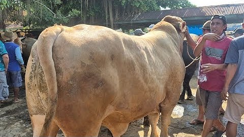 23 JUTA‼️PEGON JUMBO DI PASAR SAPI TUBAN
