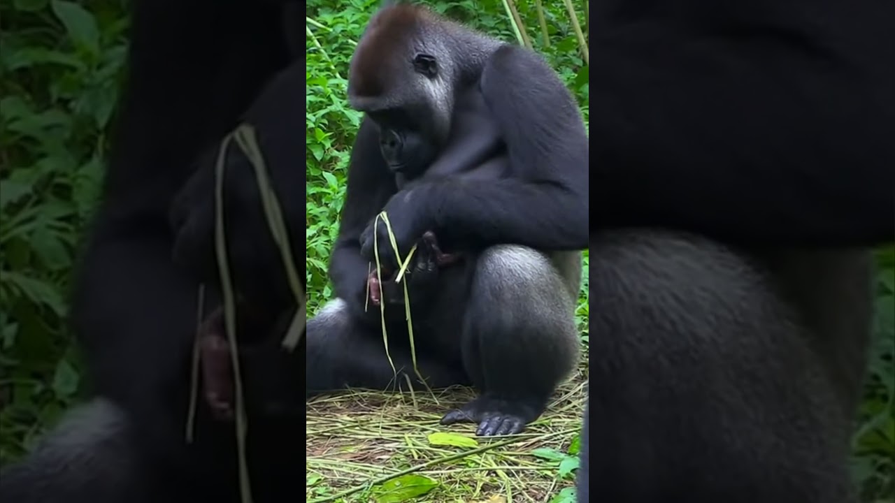 Morning calm surrounds the little one baby gorilla