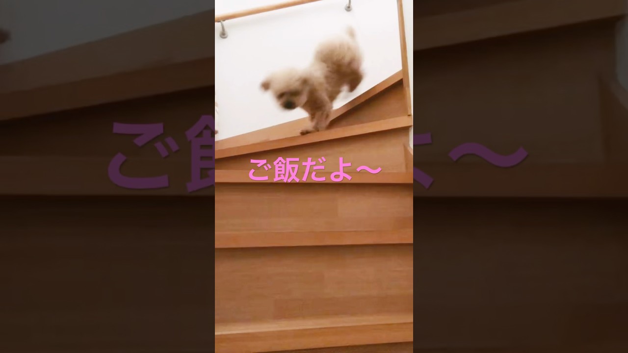 何年か前のものです！リメイクしました！ #cats #pets #ノルウェージャンフォレストキャット #猫のいる暮らし #ノル猫5にゃんねる #猫