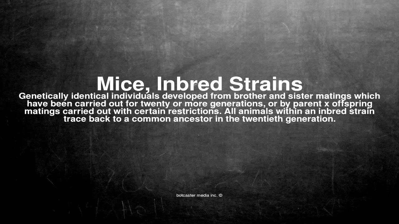 Medical Vocabulary What Does Mice Inbred Strains Mean YouTube Medical Vocabulary What Does Mice Inbred Strains Mean YouTube