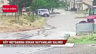 Karahisarda Belediye Aracından Salınan Köpekler Tepki Çekti