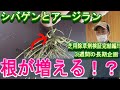 芝用除草剤検証完結編!!除草剤で根が増える?