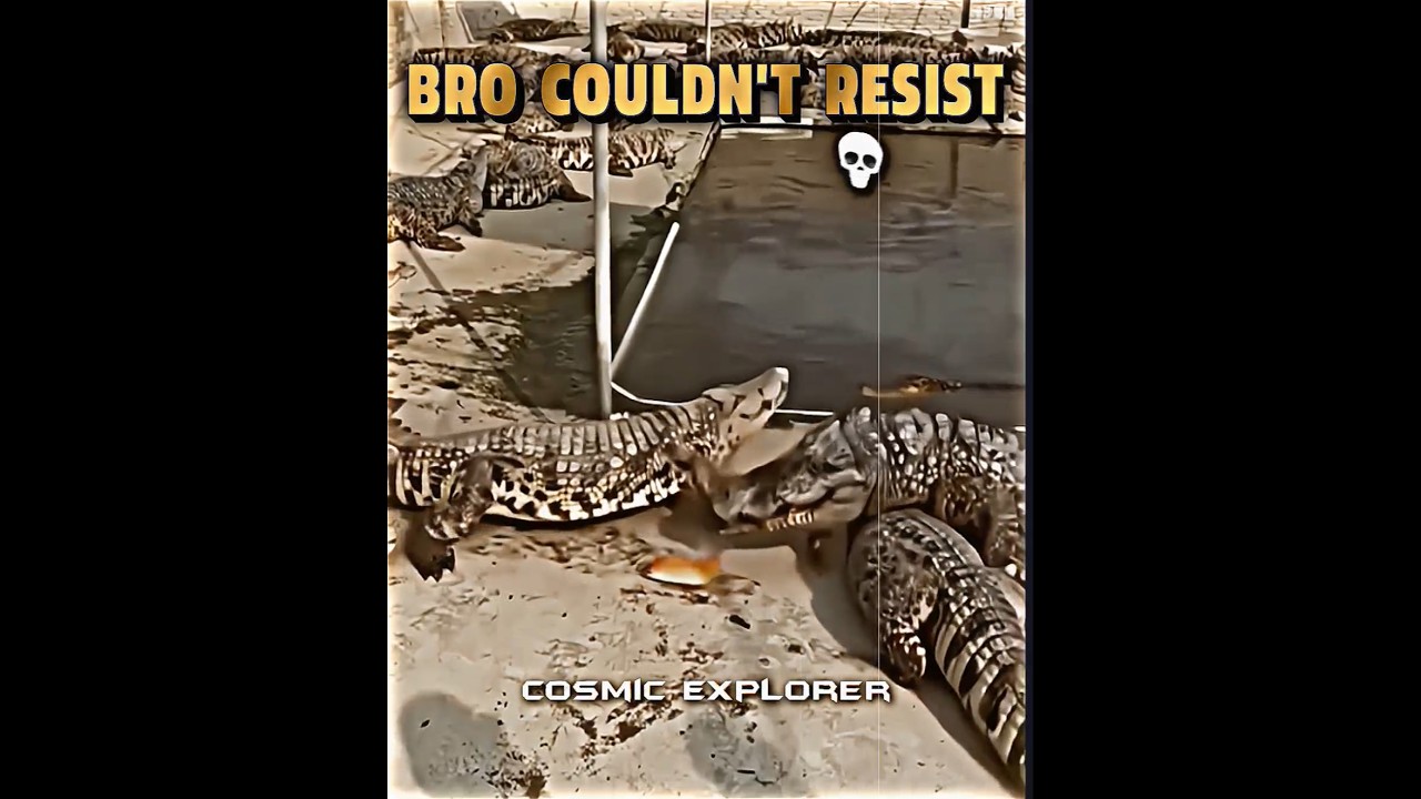 Luckiest fish vs crocodile...