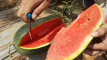 WATERMELONS Gigna DCS SEEDS HYDERABAD PASURA CROP CARE PVT.LTD GROUP OF COMPANY WATERMELONS FARM HYD