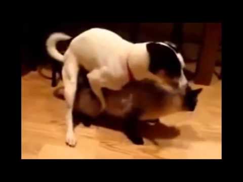 dog cat mating