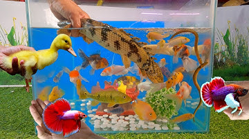 Tổng hợp các video cá cảnh đẹp, động vật dễ thương, vịt con, cá lia thia, khủng long rắn, cá la hán