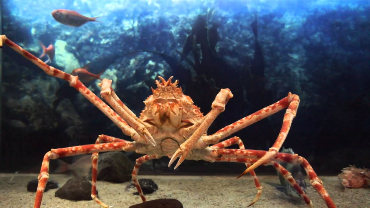 タカアシガニ 岩手 宮古で水揚げ 春の使者 と話題に News News ニュース