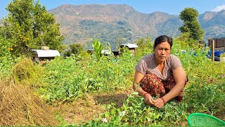 Daily Work Of Village Life, Harvesting Mustard Seeds Sapana Farmvillage Vlog
