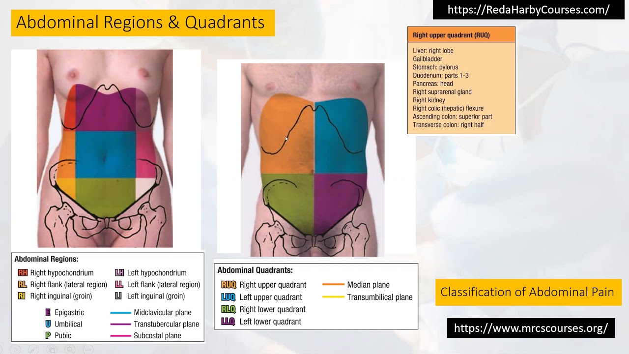 Abdominal Pain Localization Abdomen Regions Quadrants Youtube