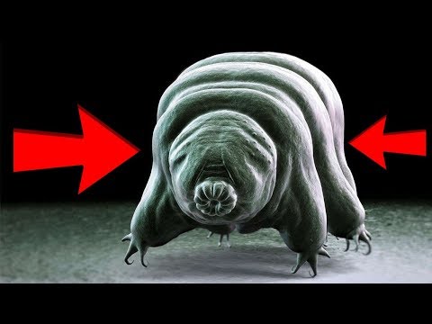 დედამიწაზე მცხოვრები ყველაზე ძლიერი არსება