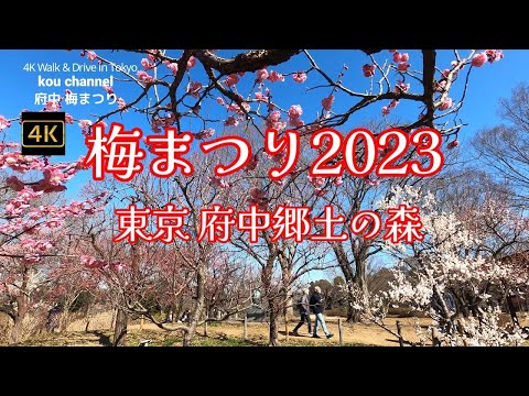 4K【梅まつり2023～東京 府中郷土の森】広い梅園～晴天ブルーに紅白の梅が映える【今年は人も多く賑ってます】 【府中梅園】【梅まつり】2023.2