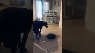 Dog fed up of noisy robot vacuum