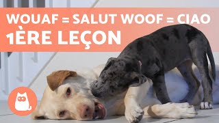 Comment COMPRENDRE son CHIEN  Qu'essaietil de vous dire ?