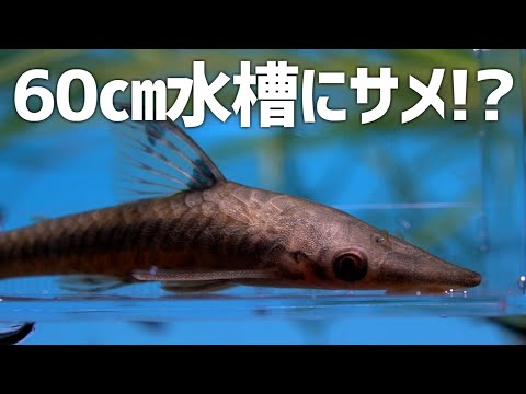 淡水サメはコイの仲間!水槽で飼える7種と飼育のコツ