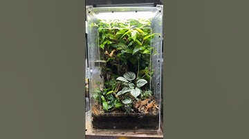 Mourning Gecko Maintenance  #everevolvingexotics #reptileshop #tucson #mourninggecko #bioactive