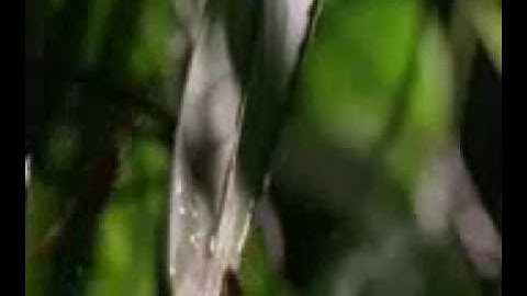 سورة القارعة تخشع لها القلوب