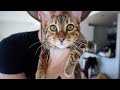 We Got Our Toyger A Harness の動画、YouTube動画。