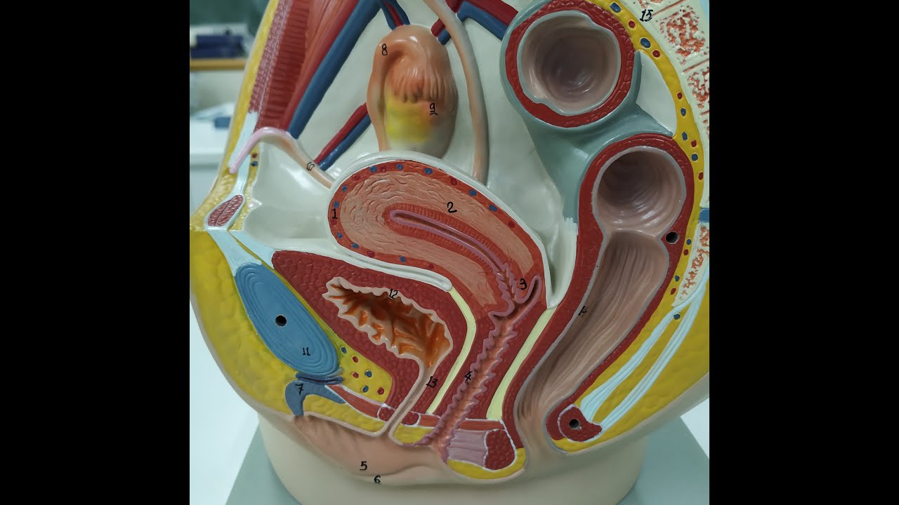 Ανατομία γυναικείου αναπαραγωγικού συστήματος - ΕΚΦΕ Κιλκίς