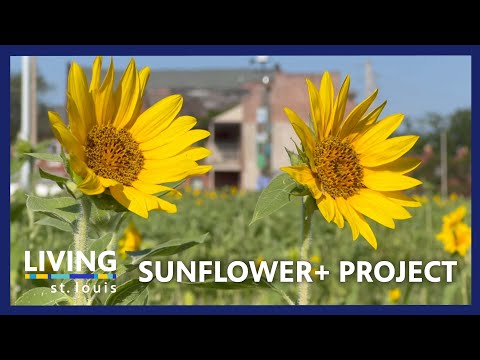 Sunflower+ Project Helps Clean and Beautify Vacant Lots in St. Louis | Living St. Louis
