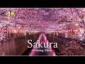4K 桜の絶景【リラックス音楽】春の日本を感じる癒しの風景|Sakura Relaxing Scenery