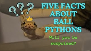 Five Facts about Ball Pythons