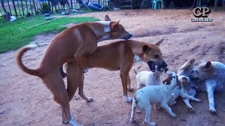 Dogs mating in public