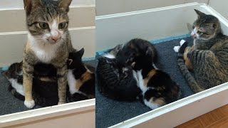 Kittens Says to Mother Cat: Warm Us Up, We're Cold by Top Kitten TV 618 views 2 years ago 5 minutes, 11 seconds