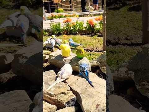 فيروز صباح الخير Fairuse فيروس ياطير 