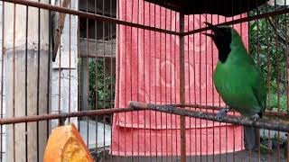 CUCAK IJO ISIAN KUCING