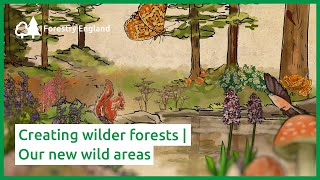 Creating wilder forests | Our new wild areas