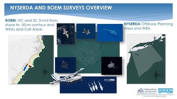 Aerial Digital Wildlife Surveys for Offshore Wind