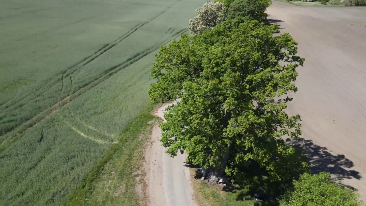 Derfflinger Eiche bei Gusow