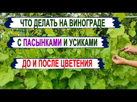 🍇 От ЭТОГО