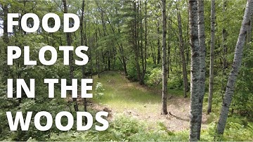 Food Plots For Deer In The Woods