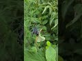 생태계가 살아있는                  농장     #치유농업