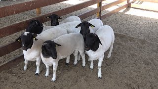 Desarrollo Genético Ovino Rancho los Monjes