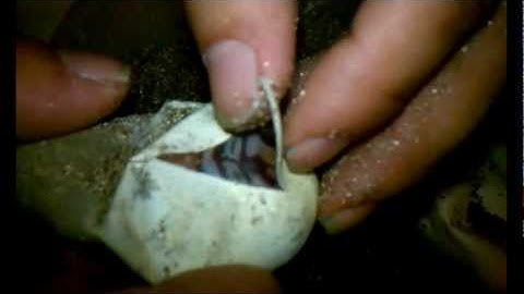 Cutting ball python eggs day 50