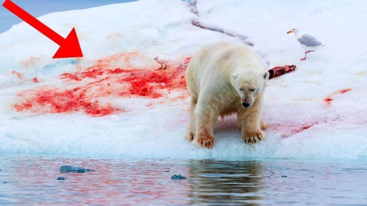 When Apex Predators Get Attacked - YouTube