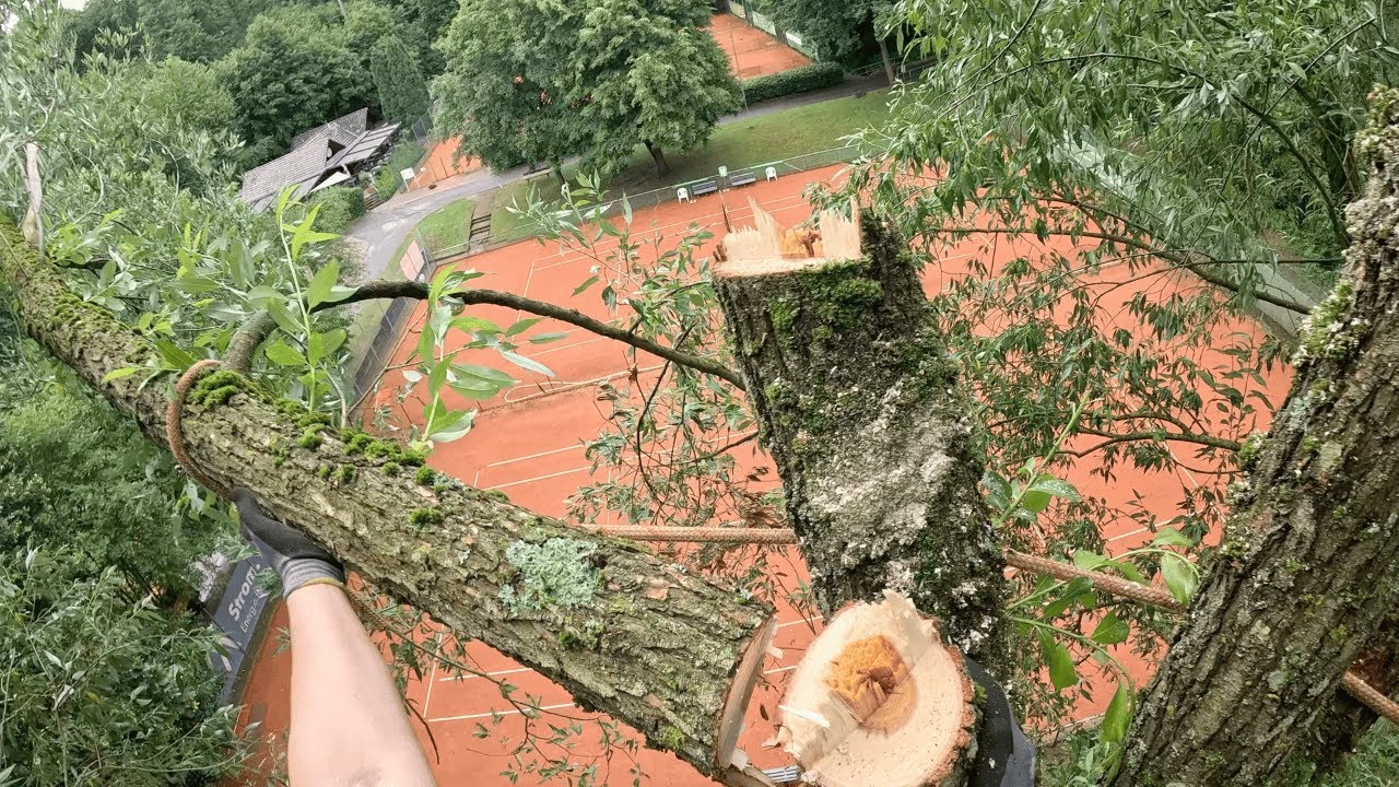 Es geht HOCH hinaus! Eine neue Motorsäge??