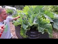 Jaw-Dropping Backyard Gardening Harvest 😮