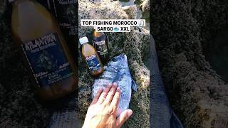 TOP FISHING MOROCCO PRO  PESCA SARGOS XXL  PÊCHE SAR MAROC  الصيد بالبيلوطة #شرغو #sar