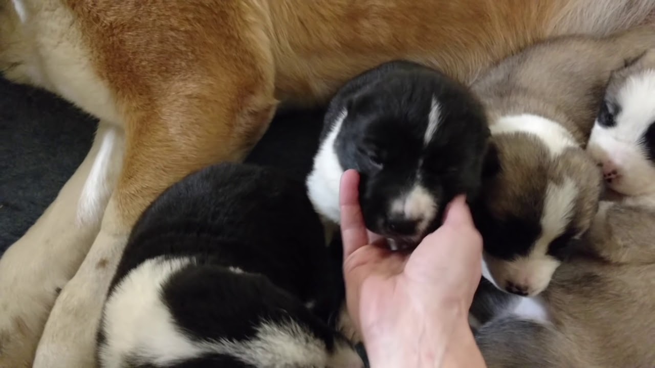 Central asian shepherd puppies for sale Michigan - YouTube