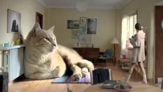 Самый большой кот в мире!:) Самый большой кот в мире!:)