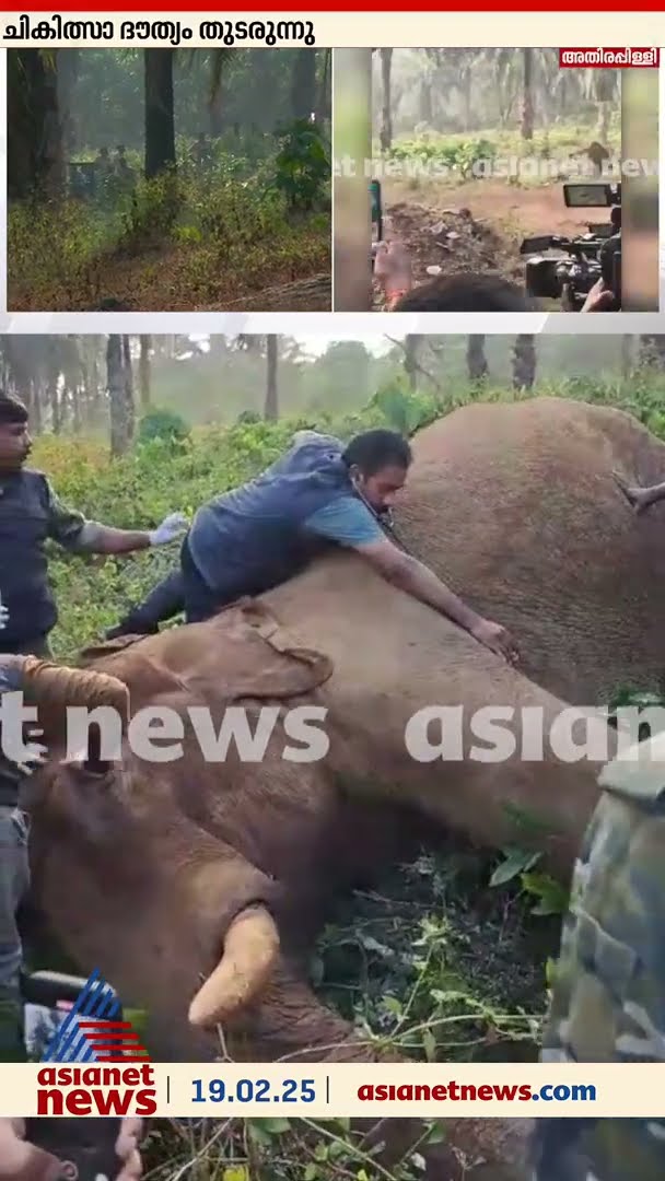 ആനയുടെ മുറിവിൽ പുഴുക്കൾ, പ്രാഥമിക ചികിത്സ നൽകി മാറ്റാൻ നീക്കം